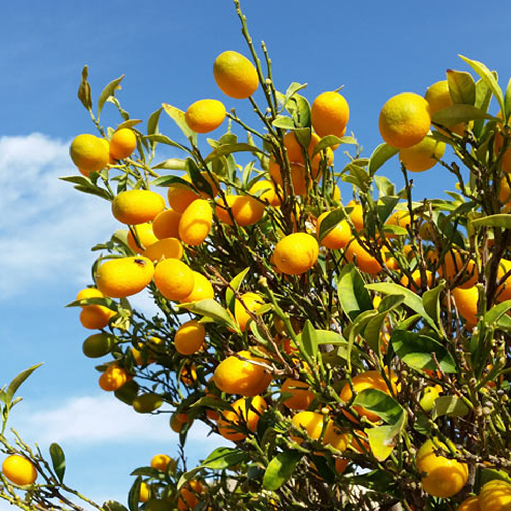 Thornless Lemon Tree